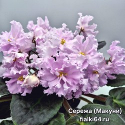 Сережа (Макуни)